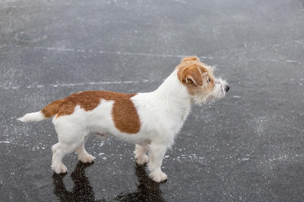 Raza de perro Jack Russell Terrier en el hielo de un lago congelado Hielo con marcas de patinaje