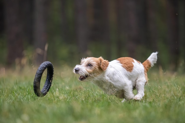 Foto la raza de perro jack russell terrier en un impermeable rojo lleva en su boca un juguete de anillo de salto en un bosque verde