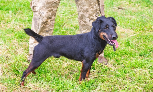 Raza de perro negro yagdterrier cerca de su amo