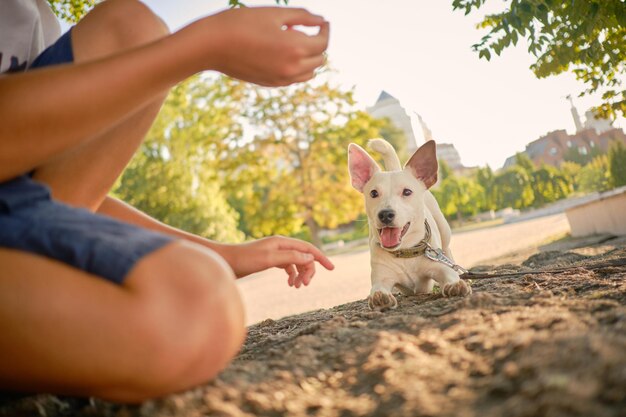 La raza de perro parson russell terrier está jugando en Green Park con su dueño en verano o al comienzo de