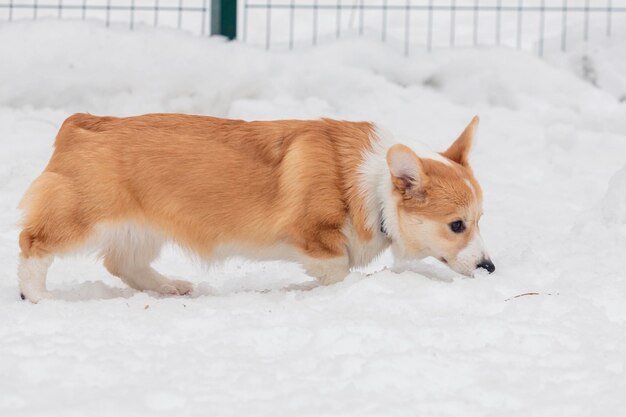 La raza de perro Pembroke Welsh Corgi en la nieve