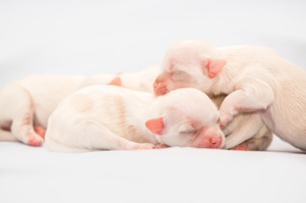 Raza de perro shih-tzu. Cachorro recién nacido. arena para perros