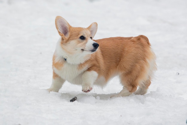 La raza de perro Welsh Corgi Pembroke corre a través de la nieve