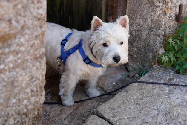 Raza de perro West Highland White Terrier en frente de la puerta de la casa