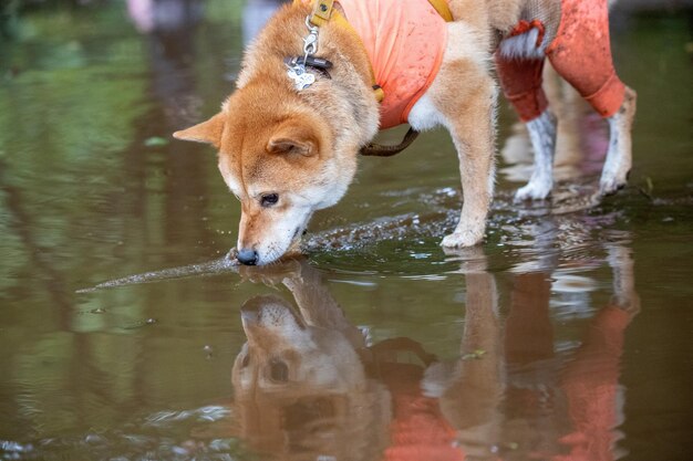 Raza Siba Inu parada en un río forestal y divertida sacudiéndose el agua