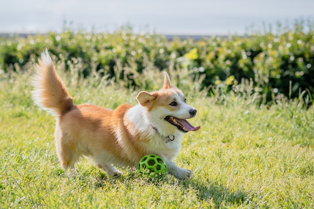 Razas de perros corgi caminando sobre el césped por la tarde con una pelota