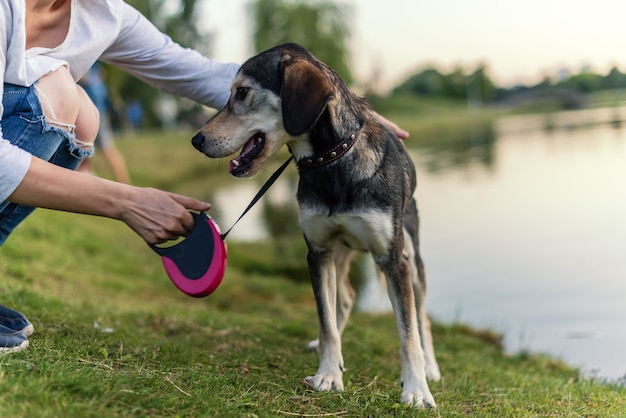 Razas de perros husky y spaniel inglés