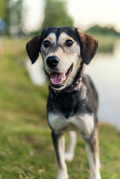 Razas de perros husky y spaniel inglés