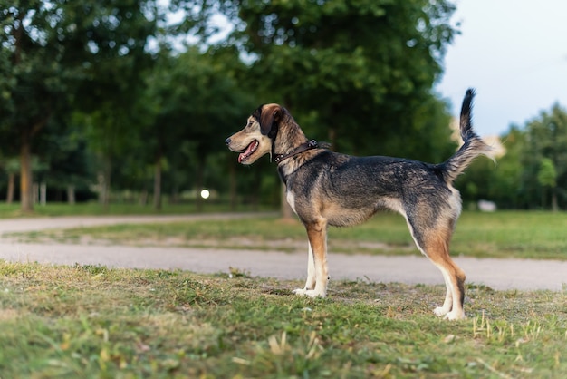 Razas de perros husky y spaniel inglés