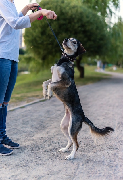 Foto razas de perros husky y spaniel inglés