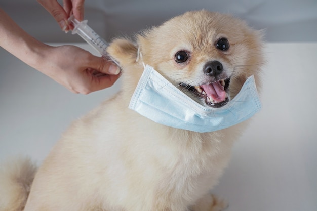 Razas de perros pequeños o Pomerania con pelos marrones sentado en la mesa blanca con fondo blanco y con máscara. y alguien usando una jeringa para inyectar una vacuna.