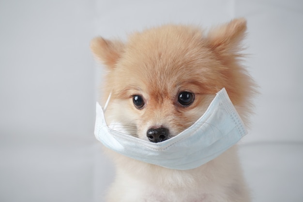 Razas de perros pequeños o Pomerania con pelos marrones sentados en la mesa blanca y con máscara para proteger una contaminación o enfermedad. Se ve cansado.