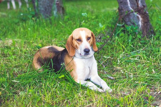 Razas de perros El sabueso estonio está sobre la hierba