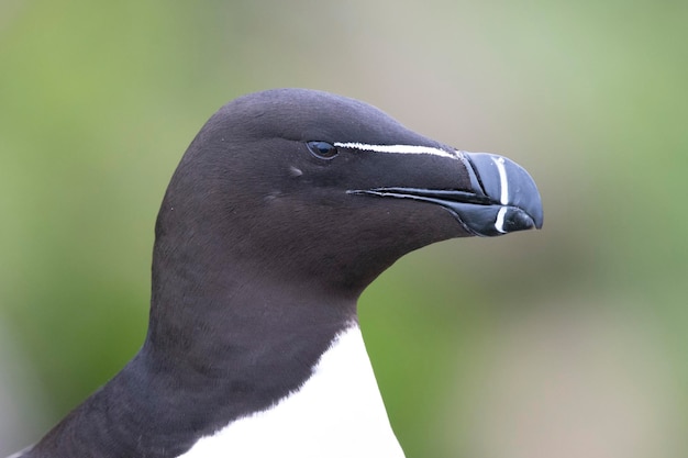 Razorbill em seu estado natural e selvagem