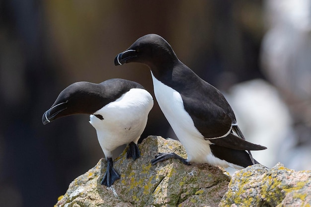 Razorbill voando Alca torda Saltee Island Irlanda