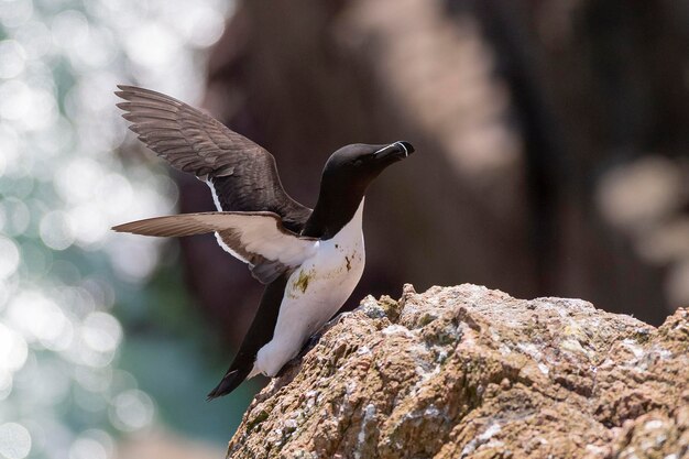 Razorbill volando Alca torda Isla Saltee Irlanda