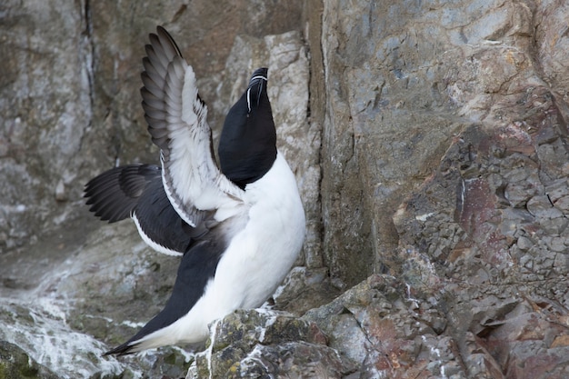 Razorbill!