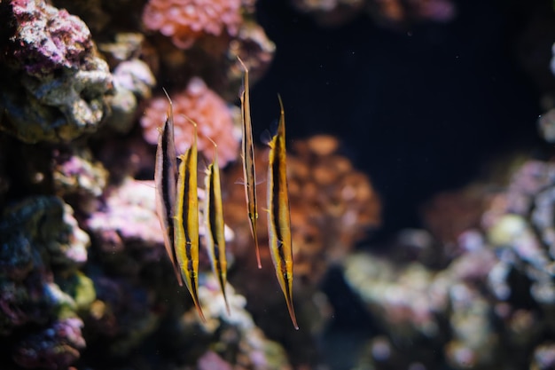 Razorfisch Aeoliscus strigatus Fisch im Meer