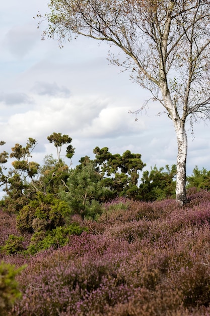 Árbol de abedul plateado que crece en brezales cerca de Arne en Dorset