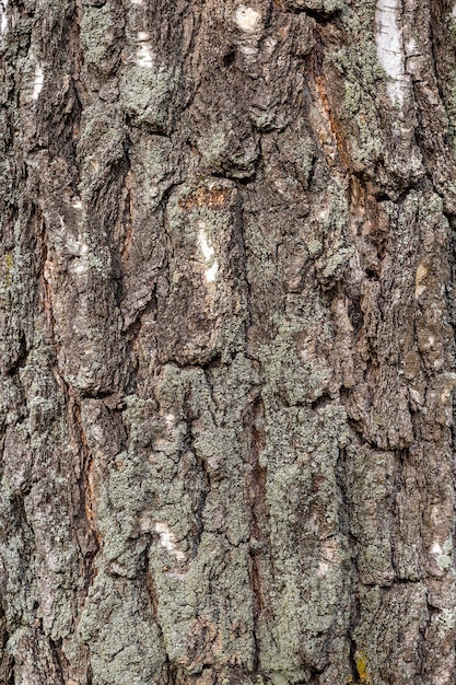 Árbol de abedul de textura de madera de color marrón de corteza de árbol oscuro y áspero.