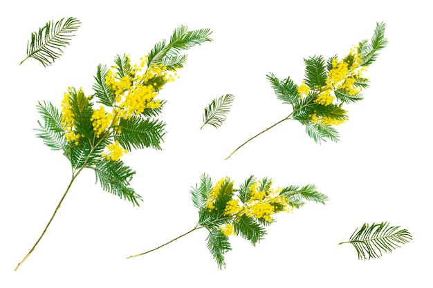 Árbol de acacia con delicadas hojas de helecho y flores amarillas