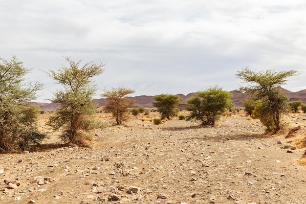 Árbol de acacia en el desierto del Sahara