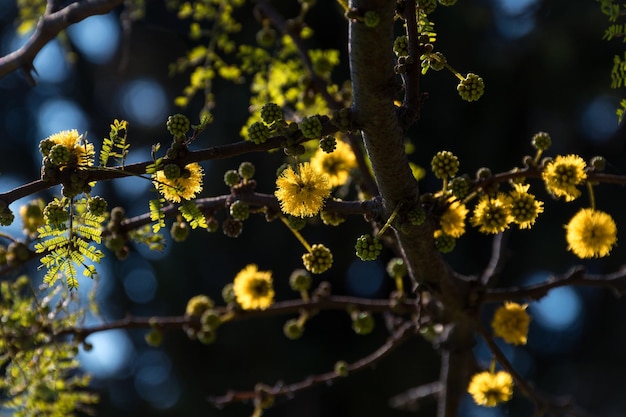 Árbol de acacia Espino que florece en primavera con su característico color amarillo