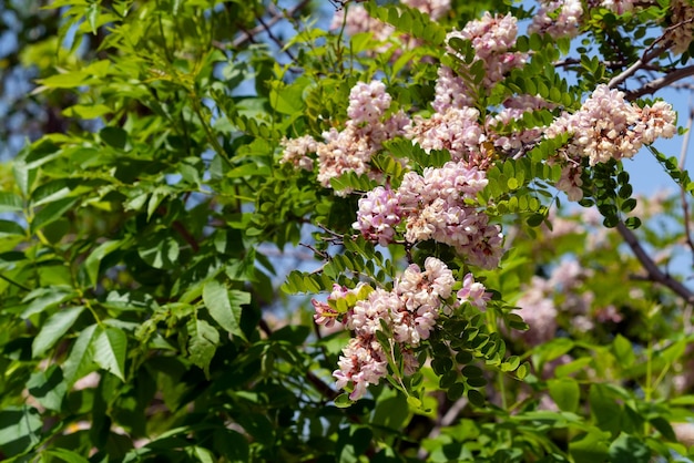 Árbol de acacia floreciente en el jardín