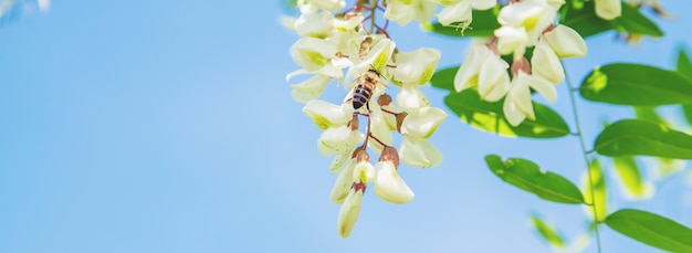 Árbol de acacia floreciente en el jardín.