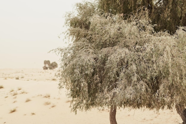 Árbol de acacia verde que crece en el desierto de arena salvaje