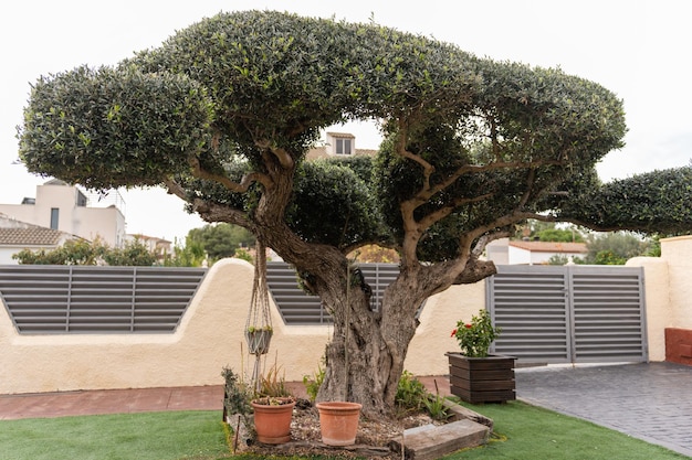 Árbol de acacia verde que crece en el patio