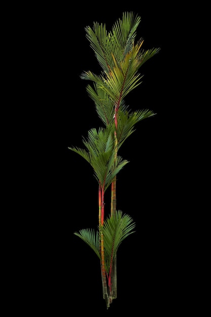 Árbol de aceite de palma aislado sobre fondo negro