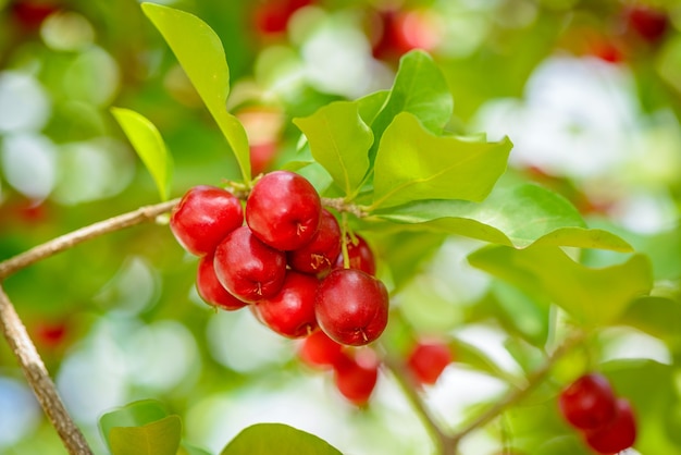 Árbol de acerola con muchos frutos maduros.