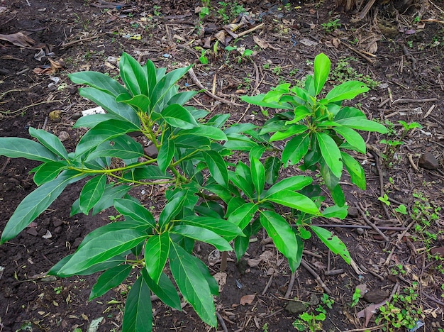 Árbol de aguacate de mantequilla plantado en el jardín