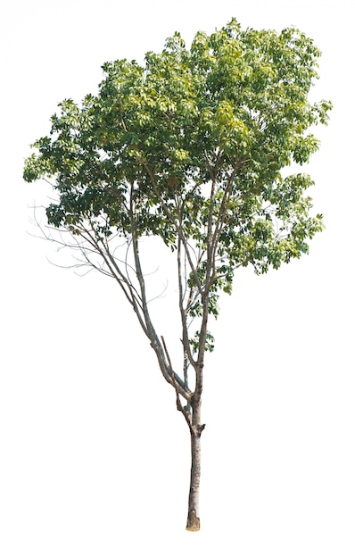 Árbol aislado en blanco