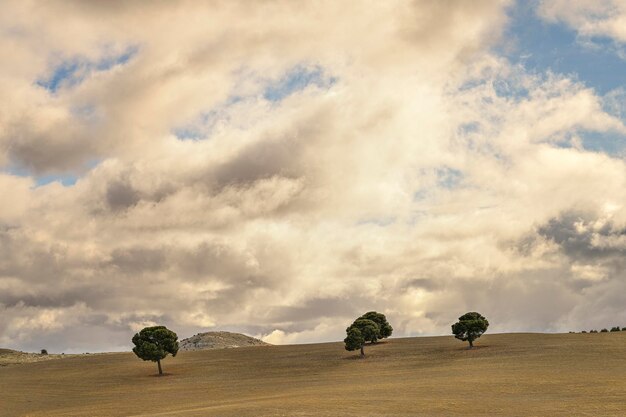 Árbol aislado en la dehesa de la sierra oriental de granada