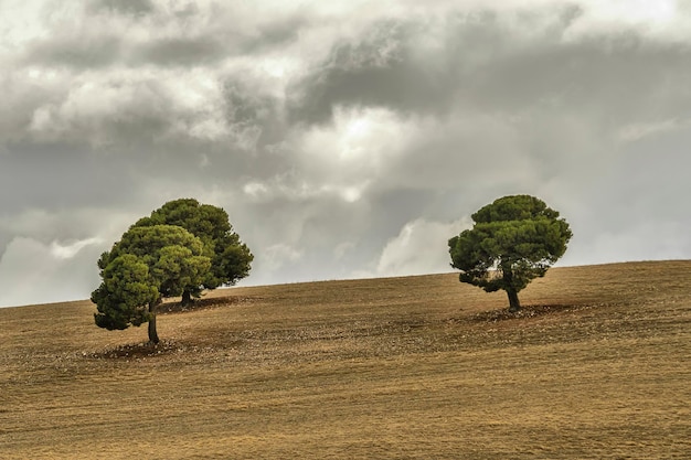 Árbol aislado en la dehesa de la sierra oriental de granada