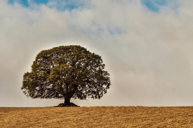 Árbol aislado en la dehesa de la sierra oriental de granada