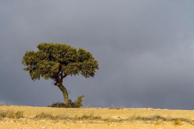 Árbol aislado en la dehesa de la sierra oriental de granada