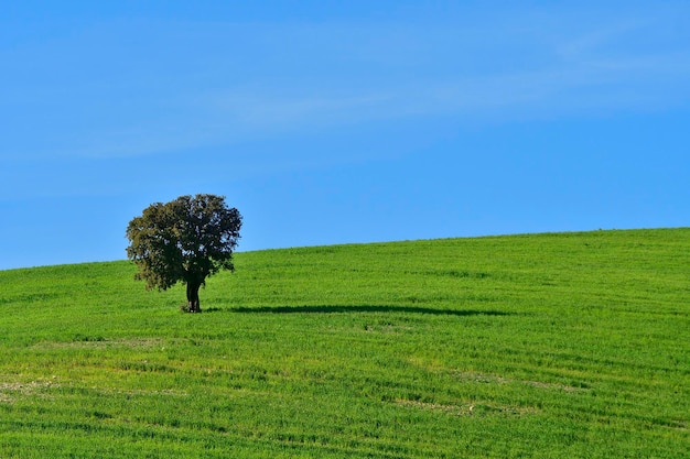 Árbol aislado en la dehesa de la sierra oriental de granada