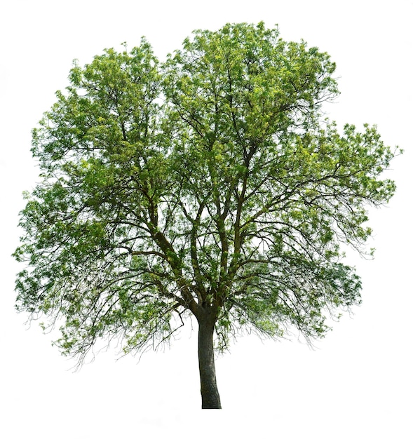 Árbol aislado sobre blanco