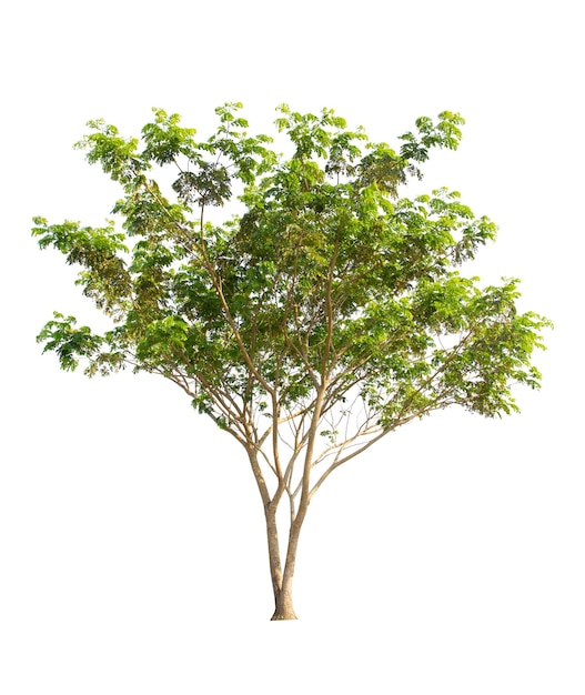 Árbol aislado sobre fondo blanco árboles tropicales aislados utilizados para el diseño