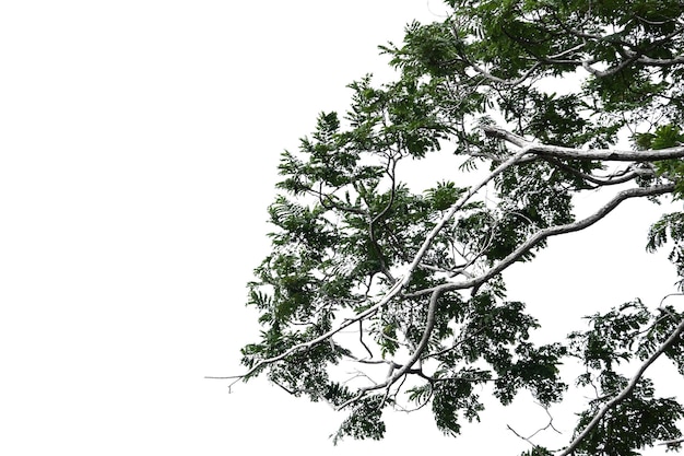 Árbol aislado sobre fondo blanco