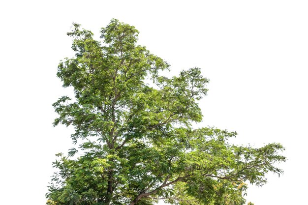 Árbol aislado sobre fondo blanco