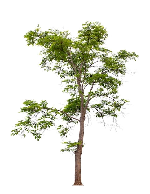 Árbol aislado sobre fondo blanco.