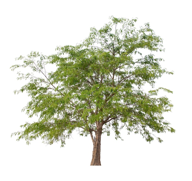 Árbol aislado sobre fondo blanco