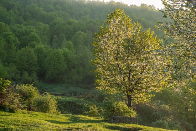 Árbol al amanecer cerca del fondo de la naturaleza del bosque