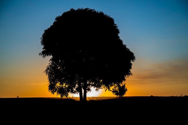 Árbol al atardecer negro