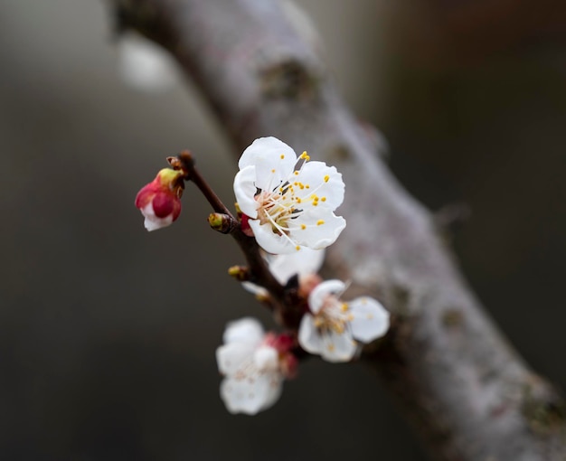 Árbol de albaricoque floreciente con flores en primavera Día soleado de primavera