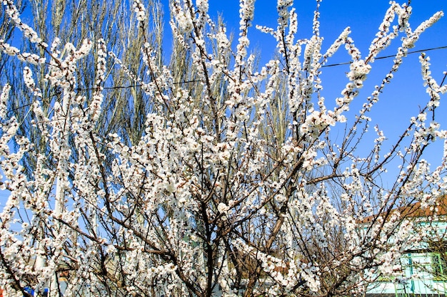 Árbol de albaricoque en el parque en primavera Flor de primavera blanca
